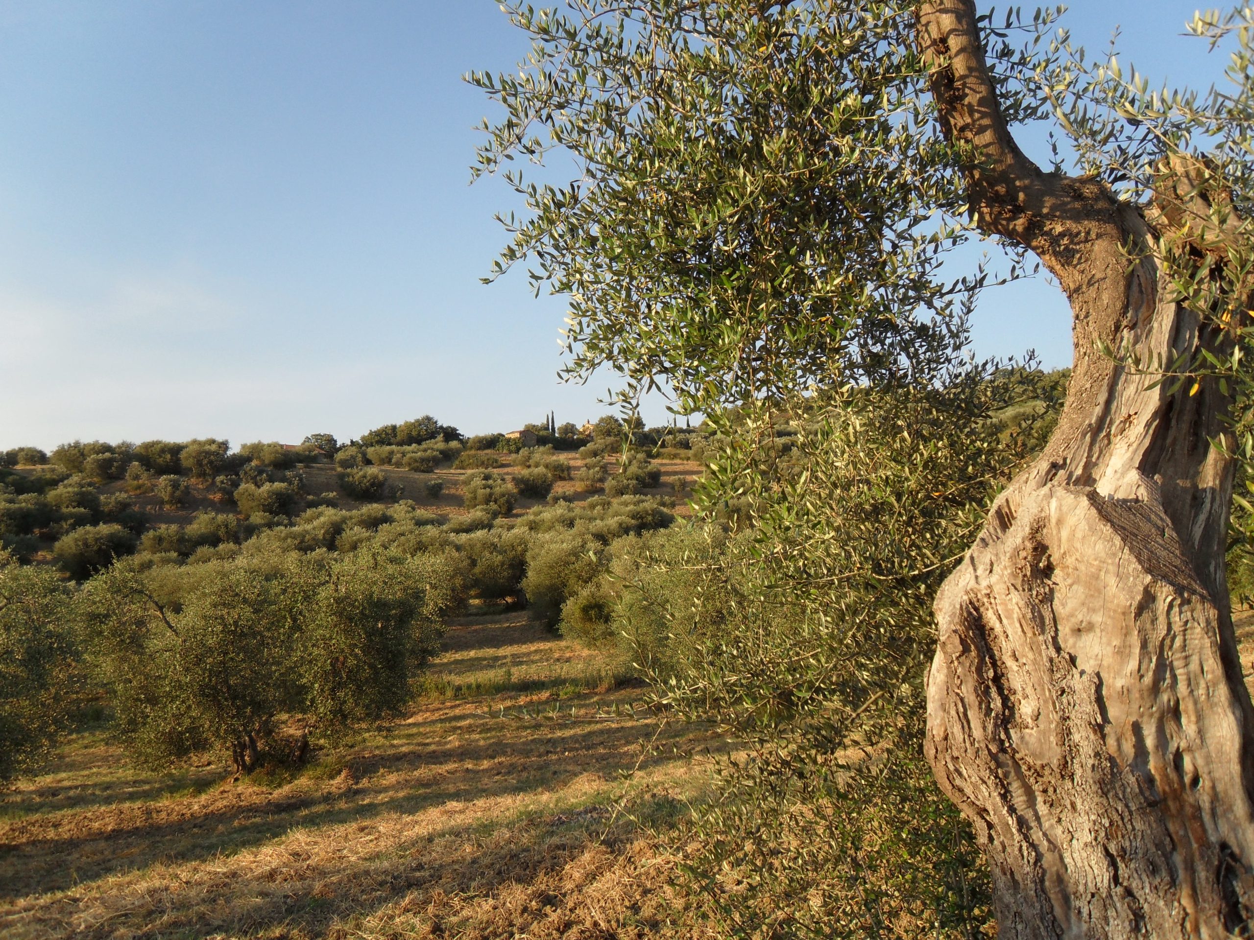 The etravergin olive oil, the golden treasure