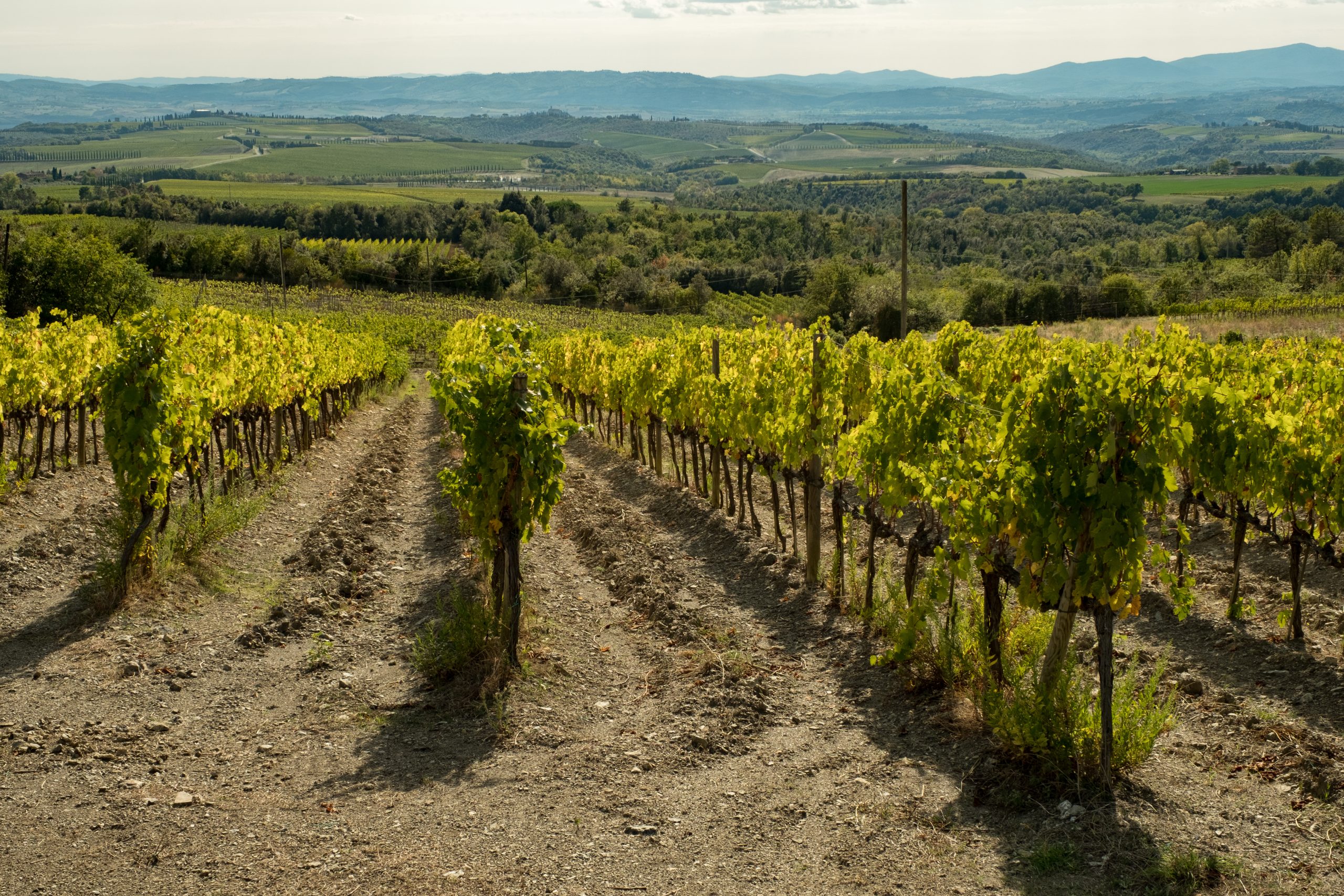 Clime, Soil and Viticulture Practices in Montalcino